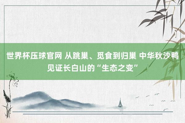 世界杯压球官网 从跳巢、觅食到归巢 中华秋沙鸭见证长白山的“生态之变”