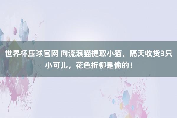 世界杯压球官网 向流浪猫提取小猫，隔天收货3只小可儿，花色折柳是偷的！