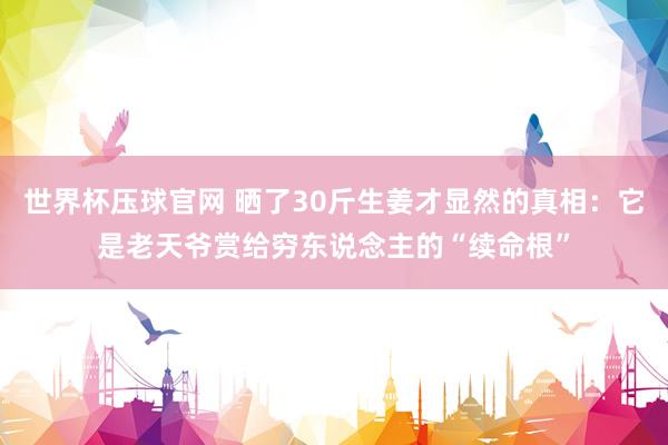 世界杯压球官网 晒了30斤生姜才显然的真相：它是老天爷赏给穷东说念主的“续命根”