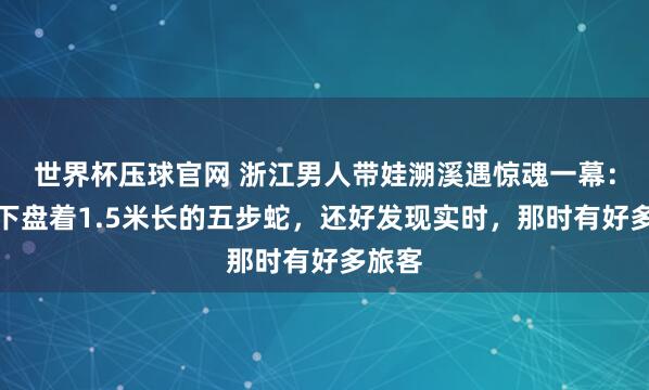 世界杯压球官网 浙江男人带娃溯溪遇惊魂一幕：石头下盘着1.5米长的五步蛇，还好发现实时，那时有好多旅客